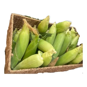 Sweet Corn
