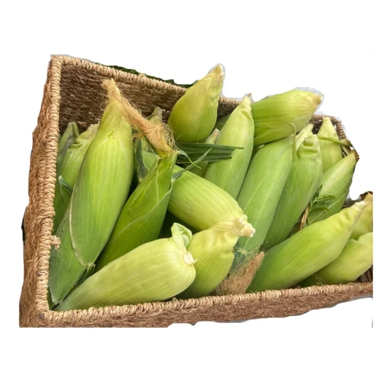 Sweet Corn