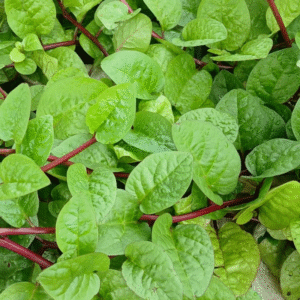 Malabar Spinash (bunch)