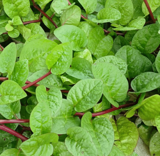 Malabar Spinash (bunch)