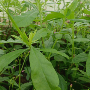 Water Leaf (bunch)
